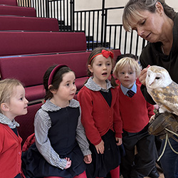 Magical Owl Visit for Reception Pupils